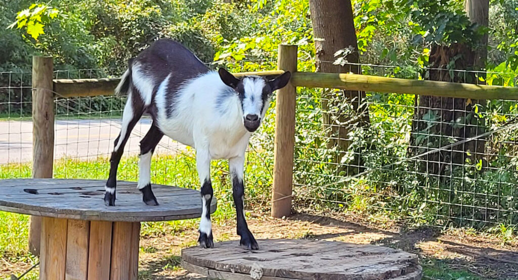 a goofy goat