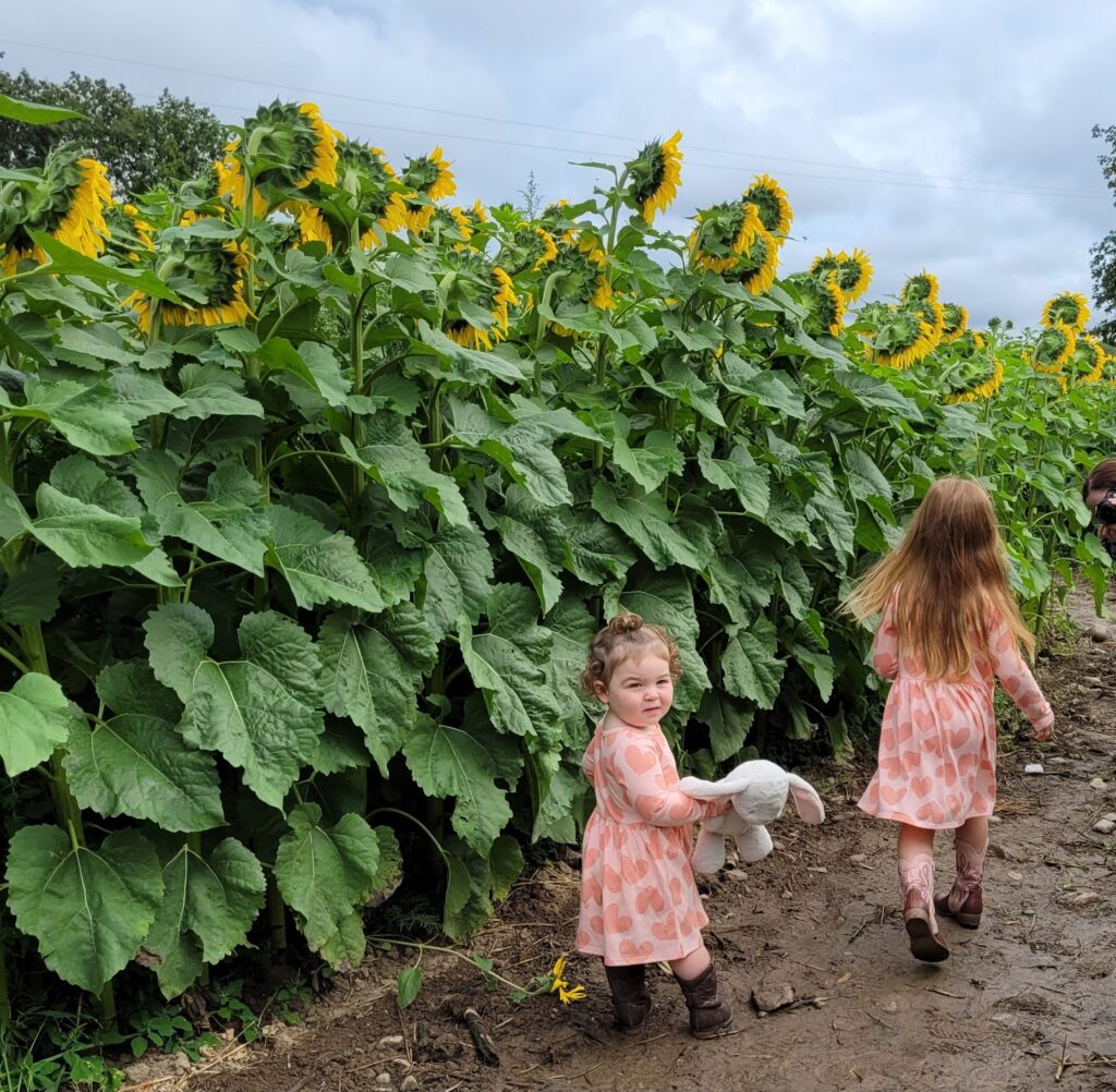 Children playing near sunflowers
