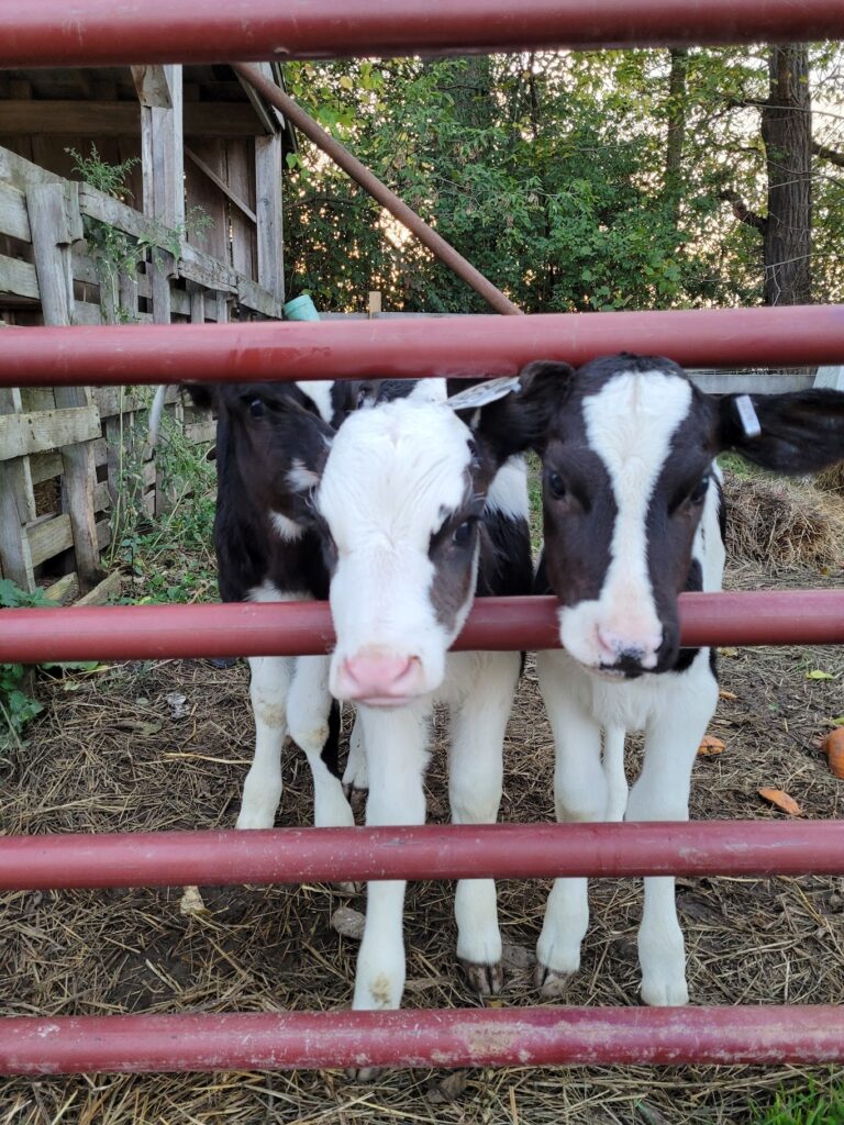 Photo of two baby cows